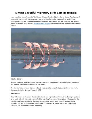 5 Most Beautiful Migratory Birds Coming to India