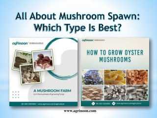 All About Mushroom Spawn Which Type Is Best