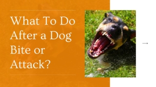 What To Do After a Dog Bite or Attack?