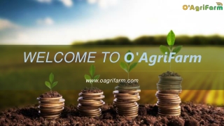 Obtain Coriander seeds at Best Prices| O'AgriFarm