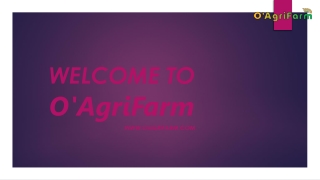 Obtain Coriander seeds at Best Prices| O'AgriFarm