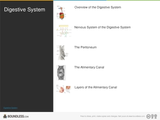 digestive-system