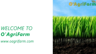 Get to know about Basmati rice prices| O'AgriFarm