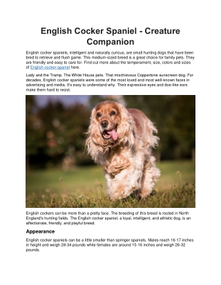 English Cocker Spaniel - Creature Companion