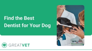 Find the Best Dentist for Your Dog