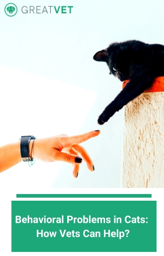 Behavioral Problems in Cats : How Vets Can Help