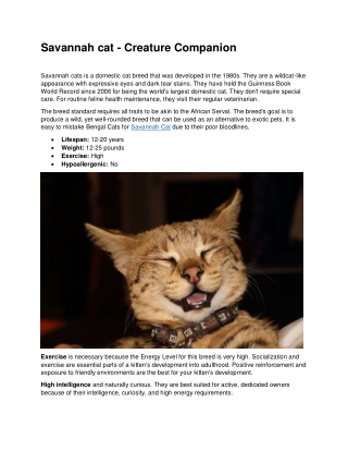 Savannah Cat - Creature Companion