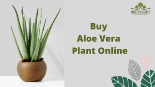 Buy Aloe Vera Plant Online