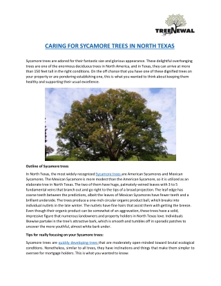 CARING FOR SYCAMORE TREES IN NORTH TEXAS-converted