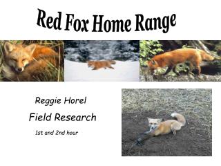 Red Fox Home Range