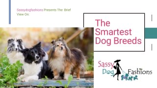 The Smartest Dog Breeds