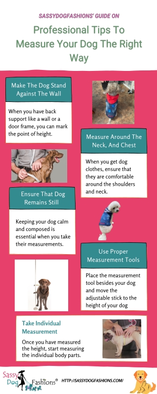 Professional Tips To Measure Your Dog The Right Way