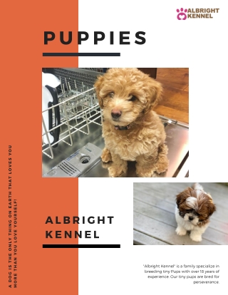 Pomeranian puppies for sale : Price in Tennessee