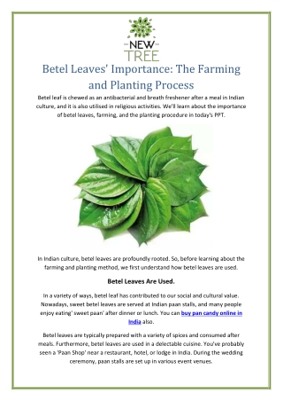 Betel Leaves’ Importance The Farming and Planting Process