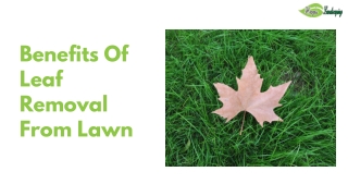 Benefits Of Leaf Removal From Lawn