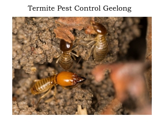Regal - Pest Control Geelong Vic