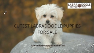 Cutest Labradoodle Puppies for Sale