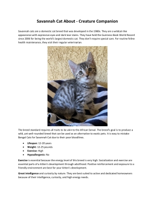 Savannah Cat About - Creature Companion