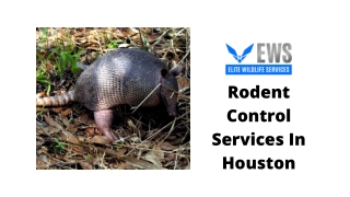 Rodent Control Services In Houston