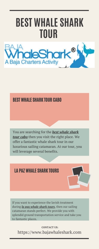 Best Whale Shark Tour