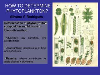 Determination of phytoplynkton composition and biovolume Utermöhl method: : Advantage: asy sampling, long storage times
