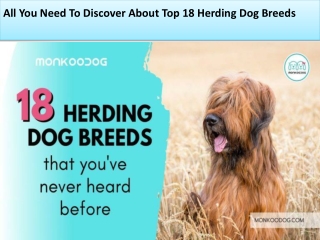 All You Need To Discover About Top 18 Herding Dog Breeds