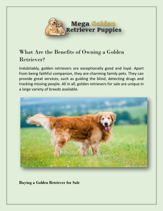 What Are the Benefits of Owning a Golden Retriever