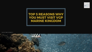 Top 5 Reasons Why You must Visit VGP Marine Kingdom