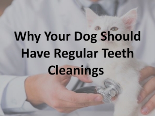 Why Your Dog Should Have Regular Teeth Cleanings 