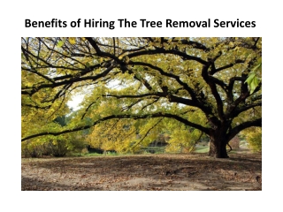 Benefits of Hiring The Tree Removal Services