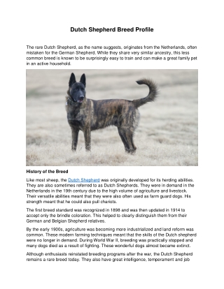 Dutch Shepherd Breed Profile