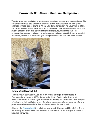 Savannah Cat About - Creature Companion