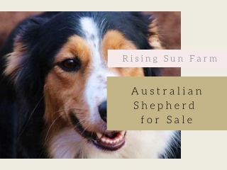 Australian shepherd for sale | Rising Sun Farm