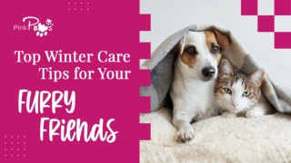 Top Winter Care Tips for Your Furry Friends