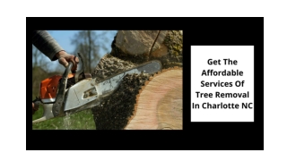 Get The Affordable Services Of Tree Removal In Charlotte NC