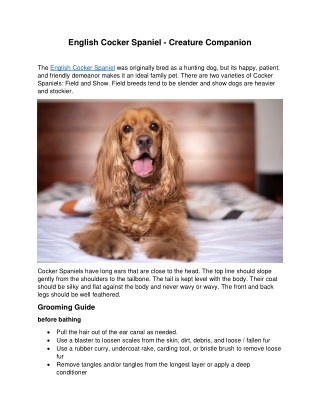 English Cocker Spaniel - Creature Companion