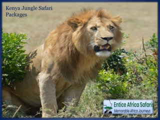 Kenya Jungle Safari Packages