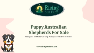 Intelligent and hard working Puppy Australian Shepherds For Sale | Rising Sun Fa