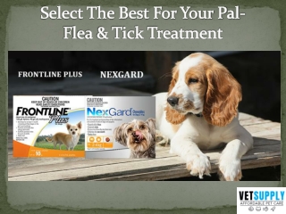 How to choose the best flea and tick treatment for dogs | VetSupply