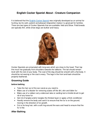 English Cocker Spaniel About - Creature Companion