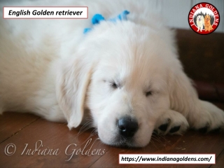 Indiana Goldens - English Golden Retriever for Sale