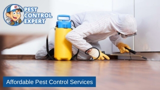 Affordable Pest Control Services - Pest Control Expert