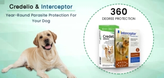 Year-Round Best Parasite Prevention for Dogs