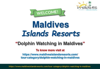 Dolphin Watching in Maldives