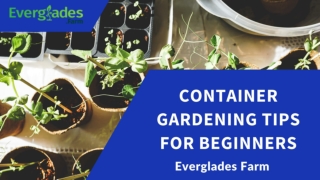 Container Gardening Tips for Beginners