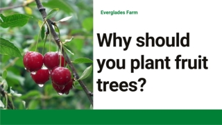 Why should you plant fruit trees