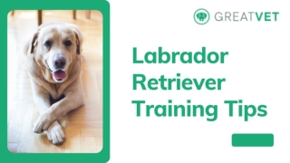 Labrador Retriever Training Tips