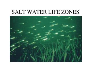 SALT WATER LIFE ZONES