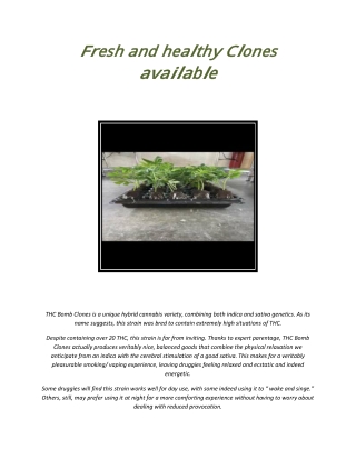 Fresh and healthy Clones available