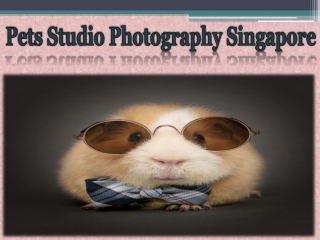 Pets Studio Photography Singapore